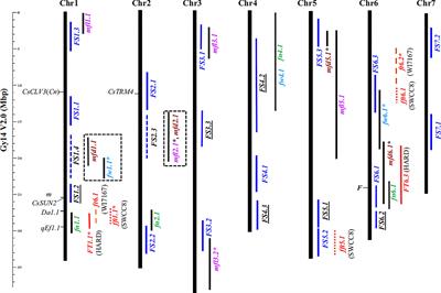 QTL mapping and transcriptomic analysis of fruit length in cucumber